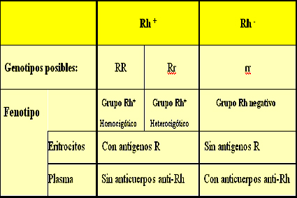 Factor Rh