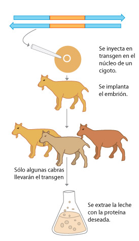 Técnica para producir animales transgénicos Animales transgénicos