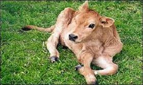 Pampa la primer vaca transgénica producida en Argentina Pampa la primer vaca transgénica producida en Argentina