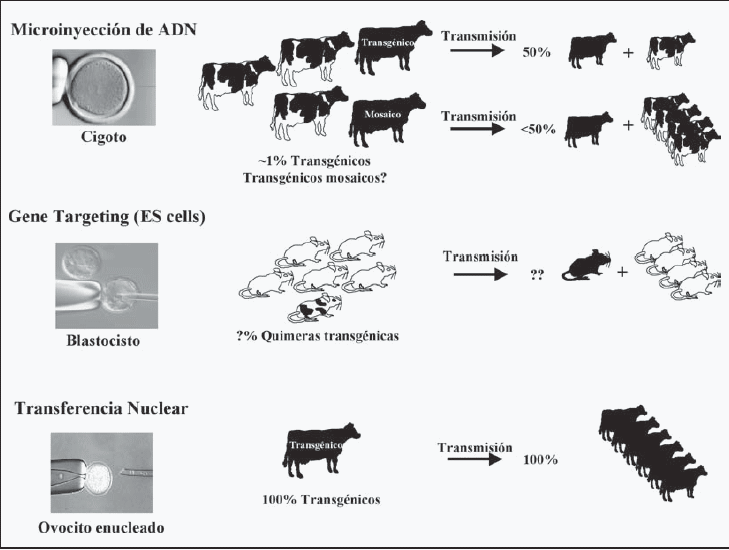 Tecnicas para producir transgénesis Tecnicas para producir transgénesis