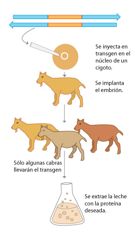 metodo general de producción de animales transgénicos