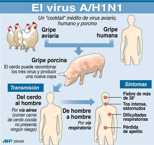 Como se produce el virus de la gripe A H1N1