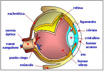 esquema-ocular.jpg