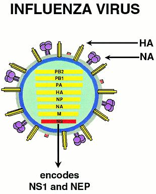 estructura-virus-gripe.jpg