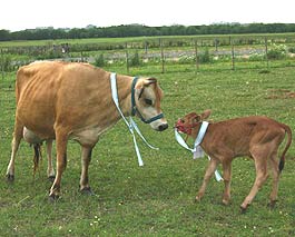 toro-clonado-en-argentina.jpg