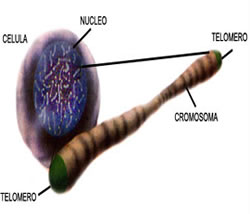 cromosoma.jpg