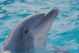 delfin2.jpg