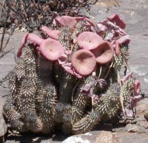 hoodia-gordonii.jpg