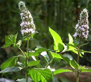 mentha-piperita_2.jpg