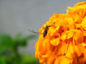 Repelentes naturales contra picaduras mosquitos