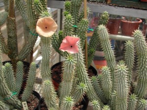 Hoodia_Gordonii_