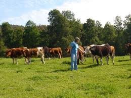 cursos de bienestar animal