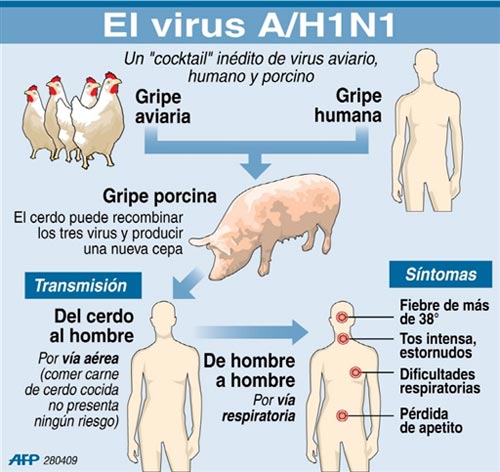 Gripe porcina: Virus de la gripe A H1N1 | Bioero